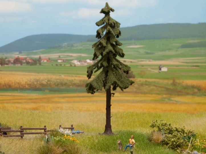 H0/TT/N-Hochstamm-Wetterfichte, 14,5