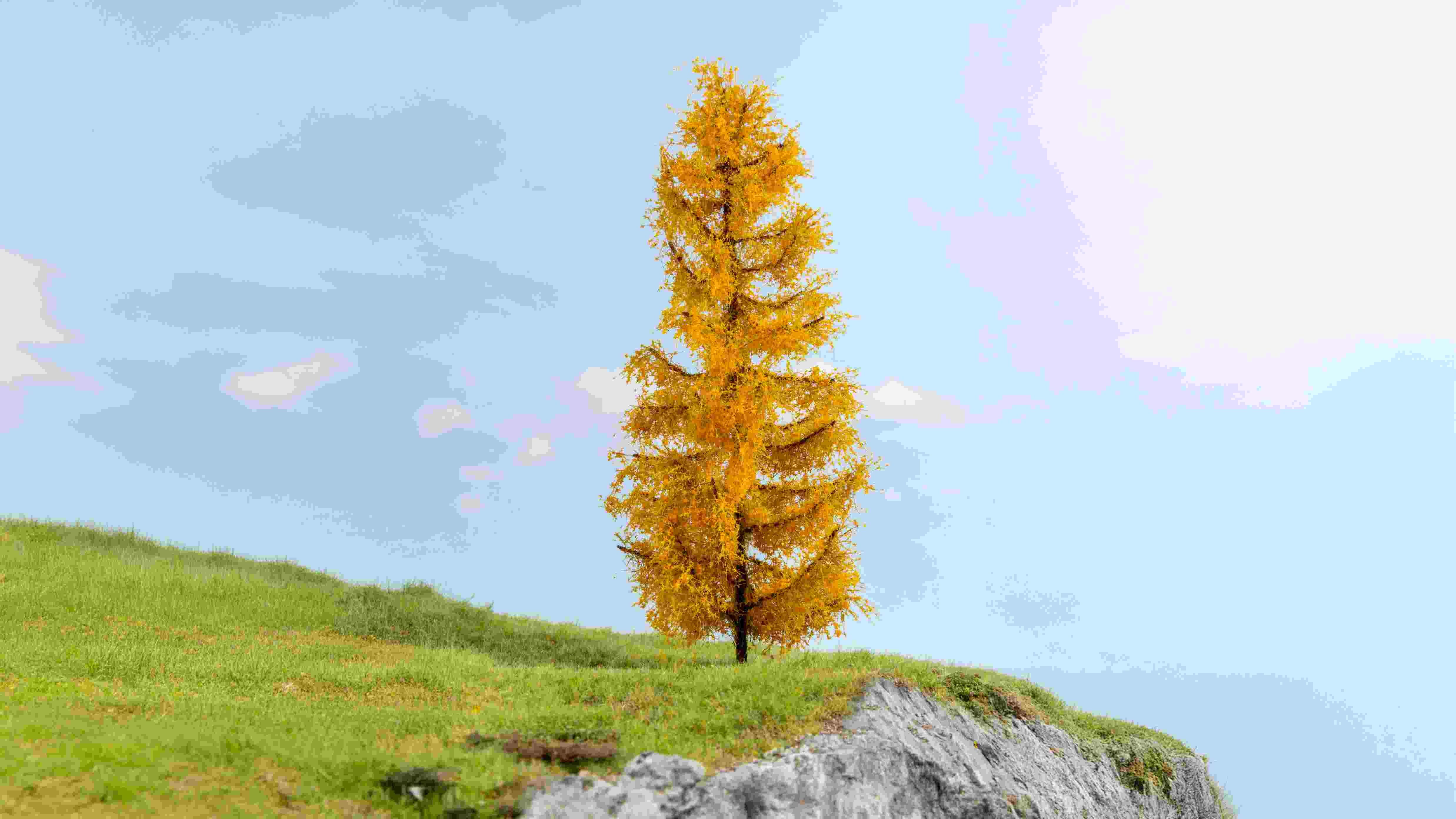 Lärche, herbstlich