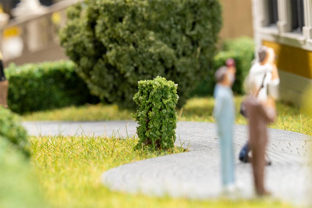 10 Vorgartenbäume, Thuja, säulenförmig