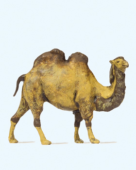 Kamel