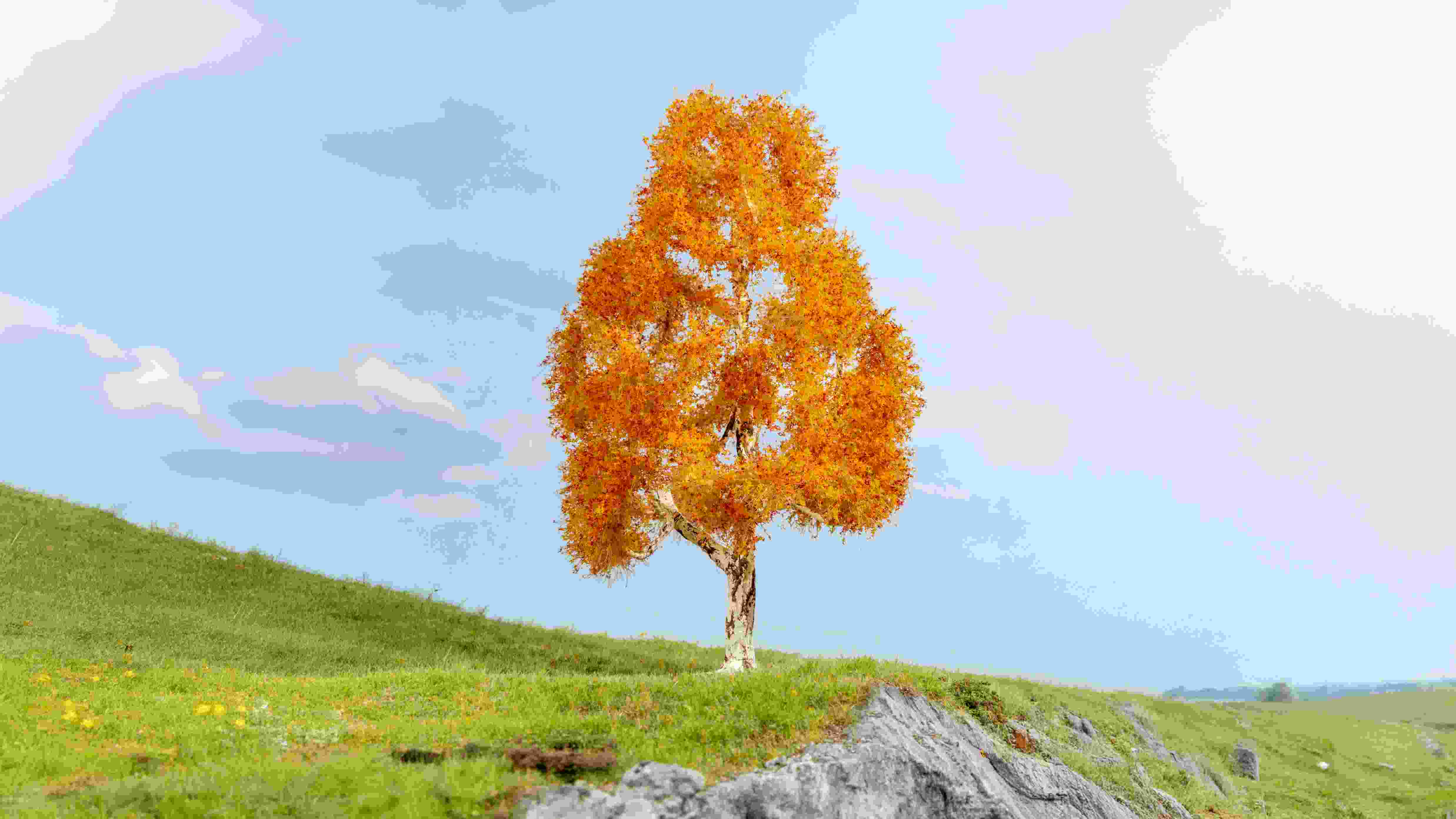 Birke, herbstlich