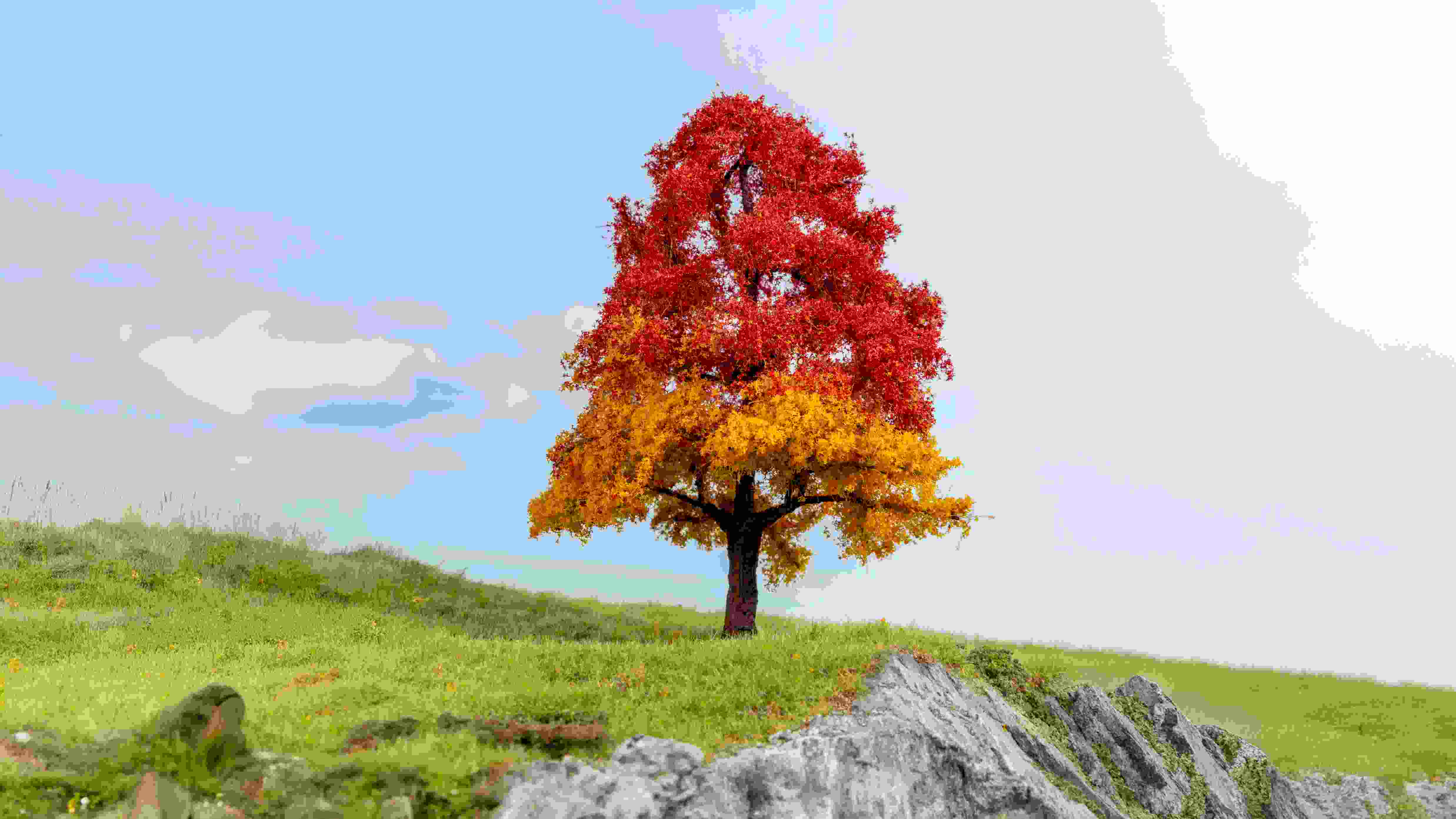Eiche, herbstlich