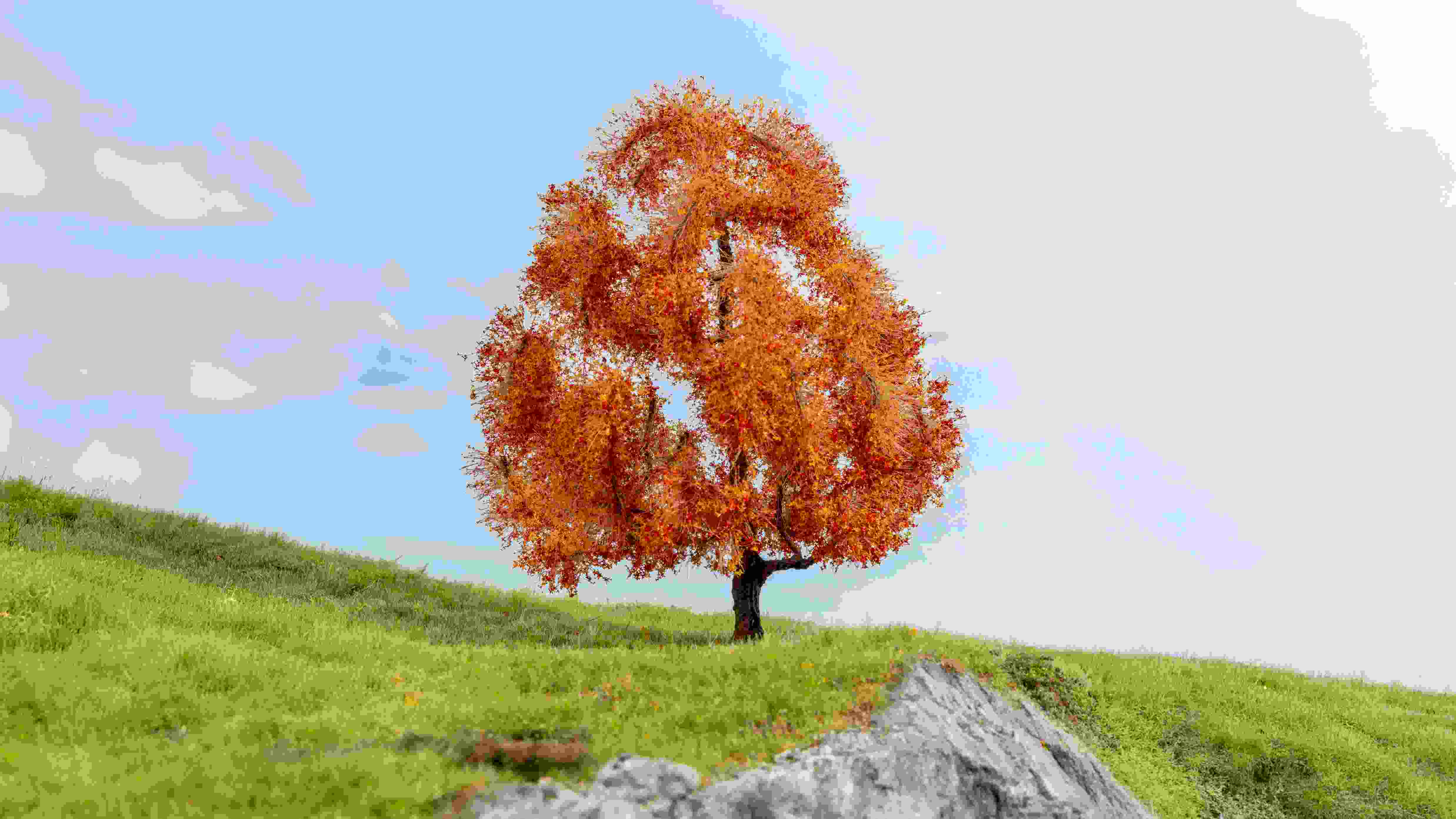 Ahorn, herbstlich