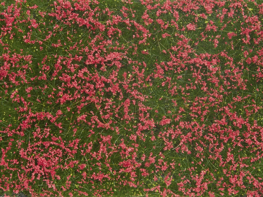 0/H0/TT-Bodendecker-Foliage, Wiese rot