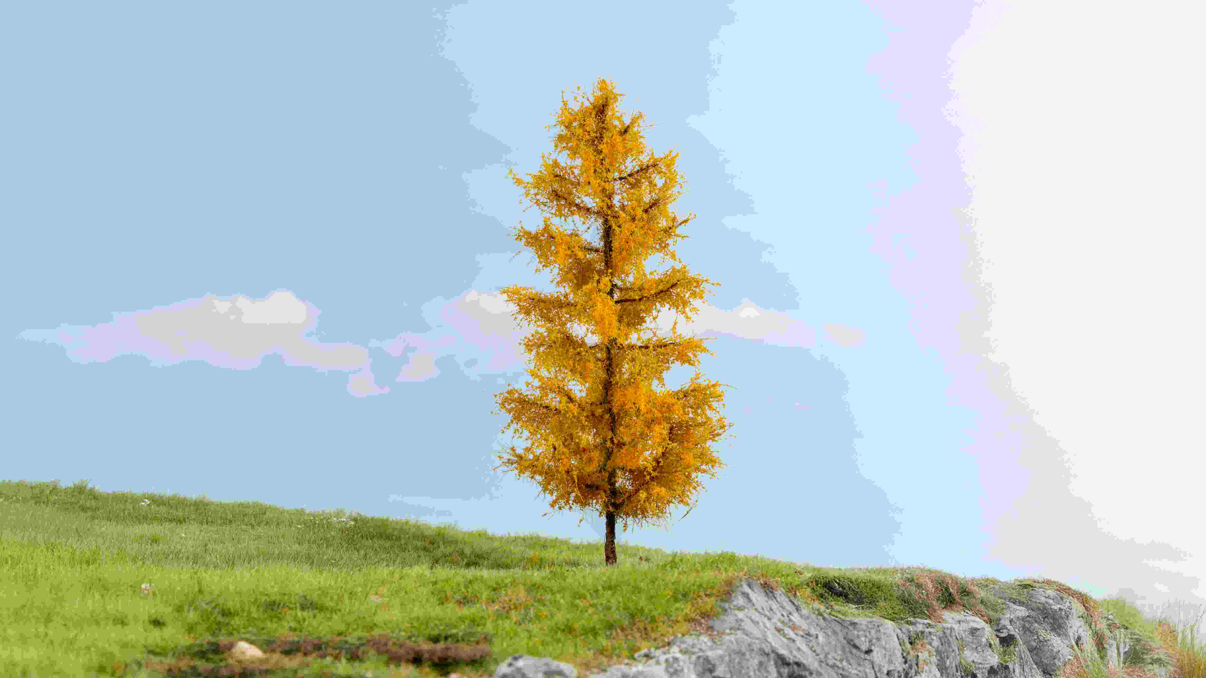 Lärche, herbstlich