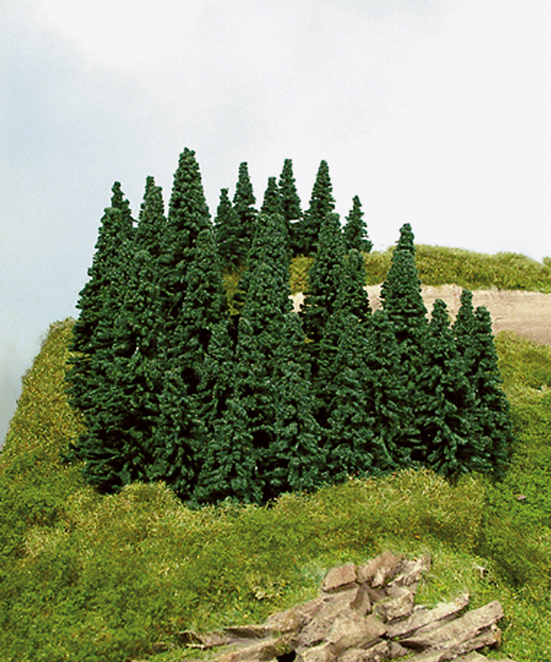 100 Steckfichten, 5-7cm