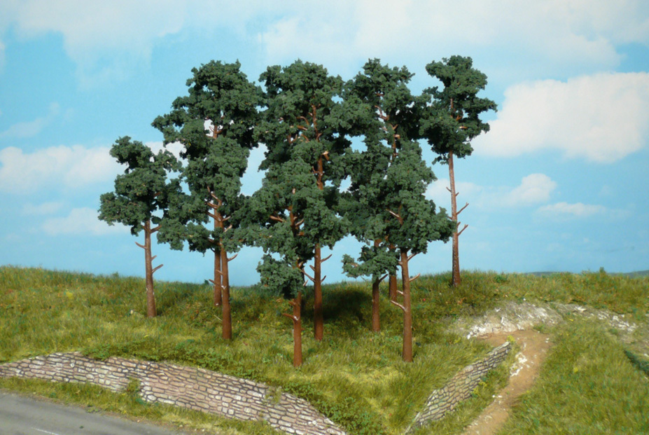 4 Kiefern 10 cm