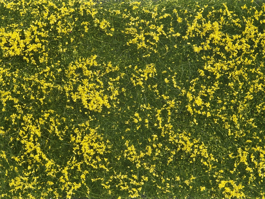 0/H0/TT-Bodendecker-Foliage, Wiese gelb