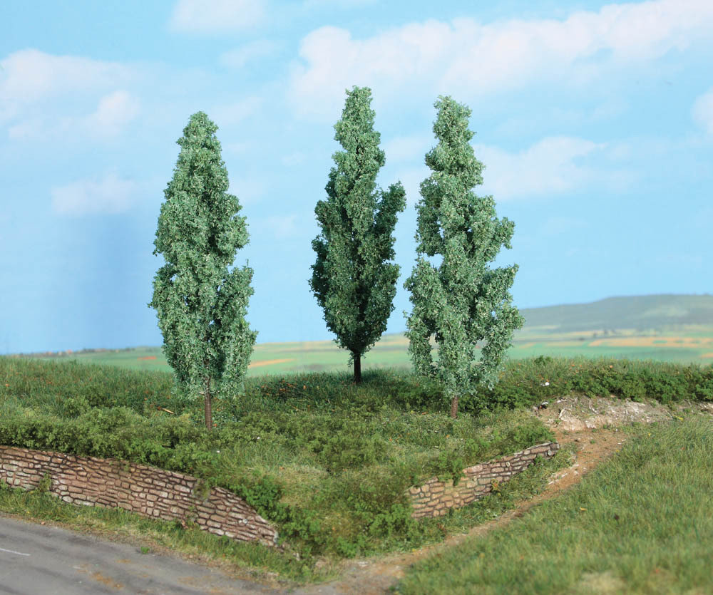 3 Silberpappeln, 13 cm
