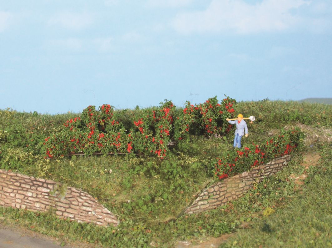 10 Rosenhecken und Büsche 0,7-3cm hoch