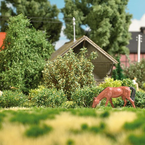 8 Sträucher Frühling