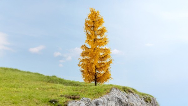Lärche, herbstlich