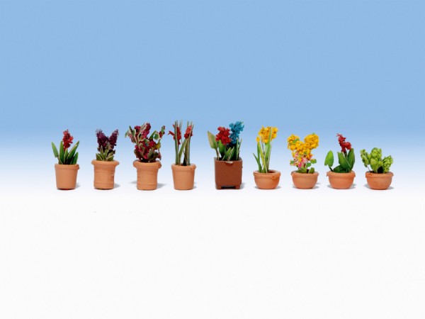 N-Zierpflanzen in kleinen Blumentöpfen