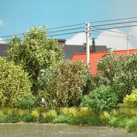 3 Büsche Spätsommer