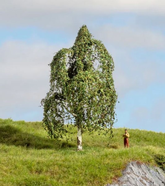 Hängebirke, 12cm hoch