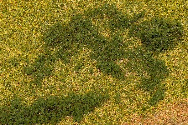 Blätterfoliage, dunkelgrün