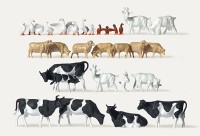 H0-Tiere auf dem Bauernhof, 30 Figuren H0-Tiere auf dem Bauernhof, 30 Figuren